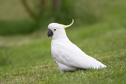 Photo of bird with dark grey curved beak, white head with a yellow crest and a white body.